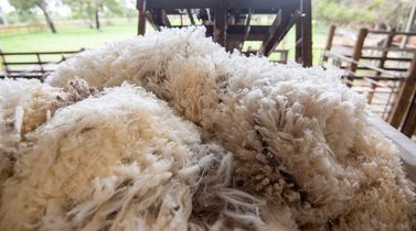 Why is Merino wool demand increasing?