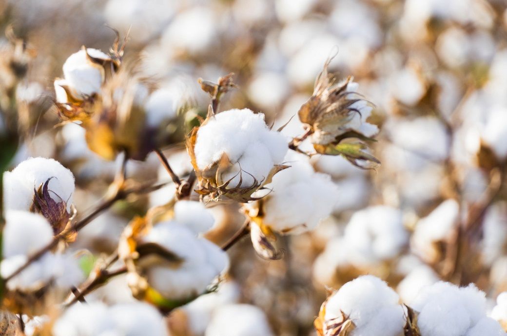 ICE cotton rises to one-week high despite cautious market sentiments