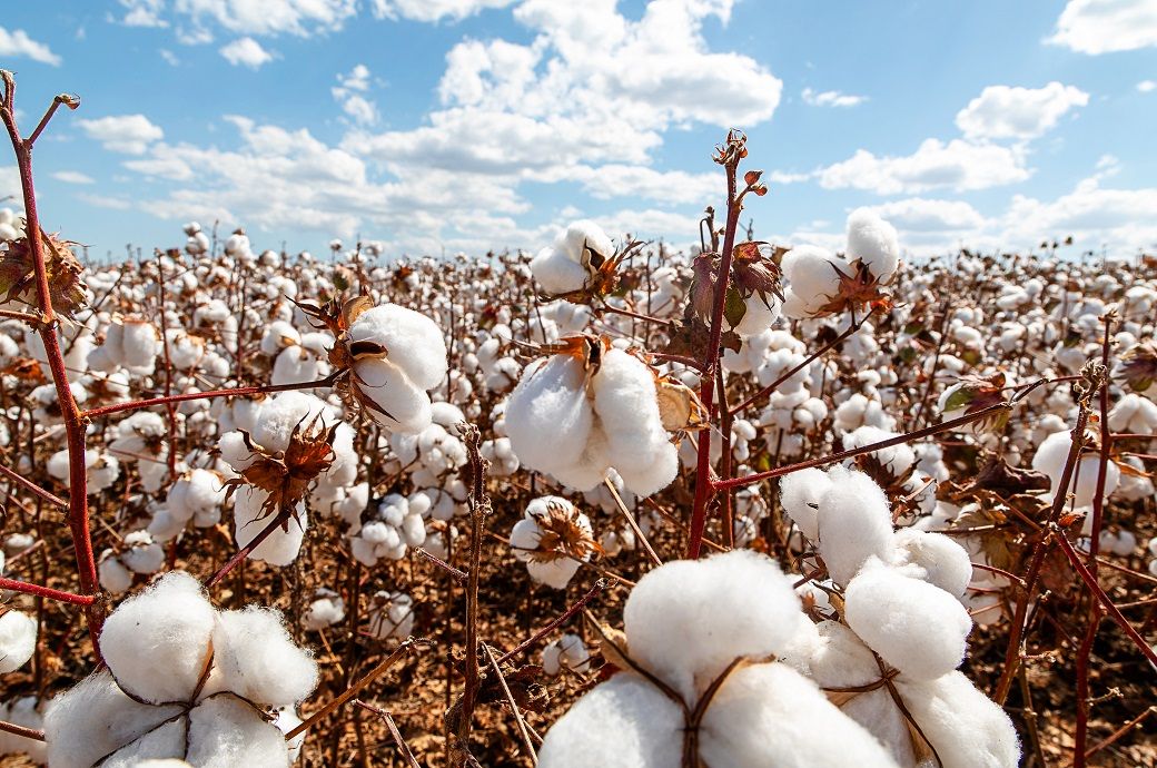 Cotton shipments surge as Brazil heads for historic 2025 high