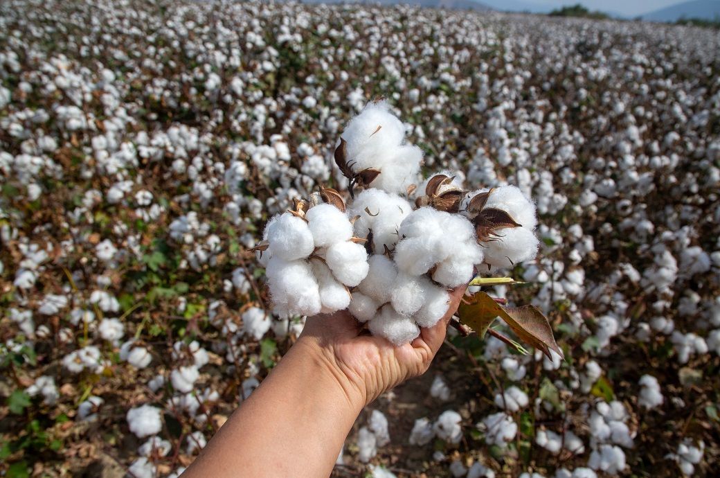 ICE cotton rebounds after six-session slide on US data optimism