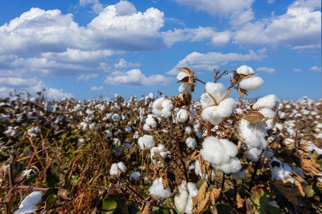ICE cotton front-month contracts recover, but others stay bearish