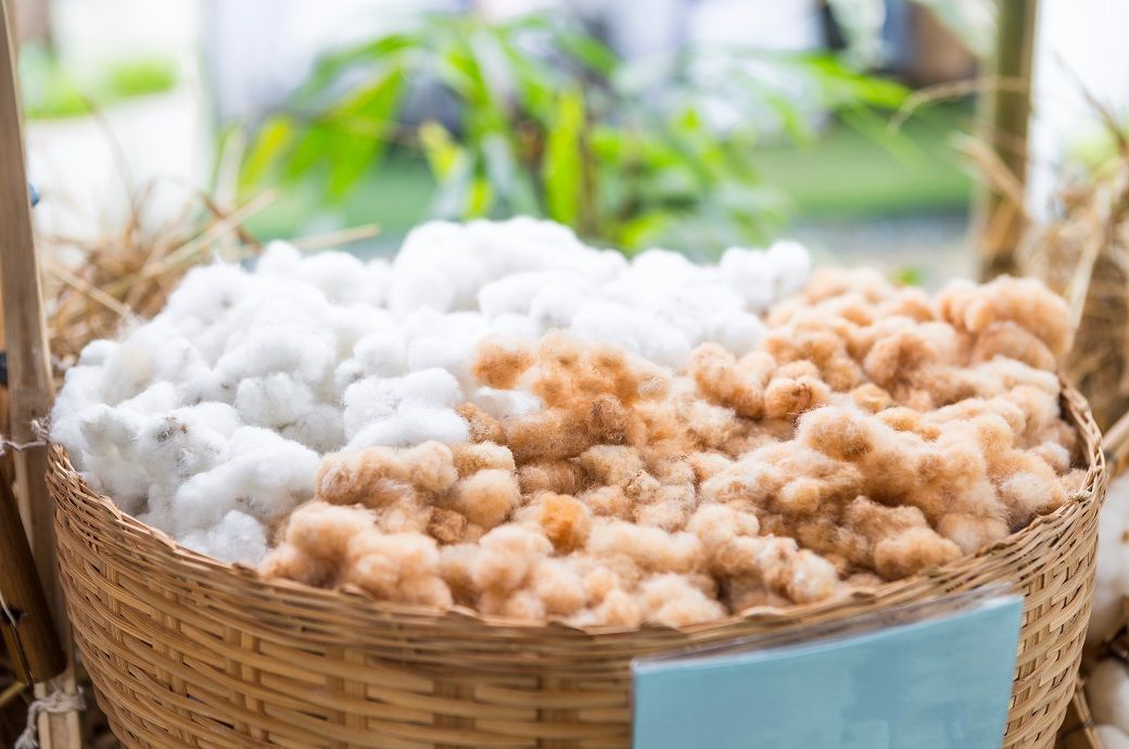 China’s domestic cotton prices rise further as mill demand strengthens