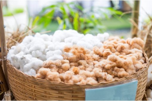 China’s domestic cotton prices rise further as mill demand strengthens