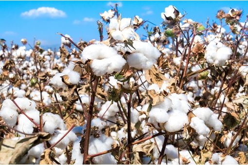 CITI seeks permanent removal of import duty on cotton