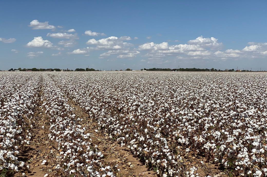 Chinese team maps cotton's hidden genetic traits to build better crops
