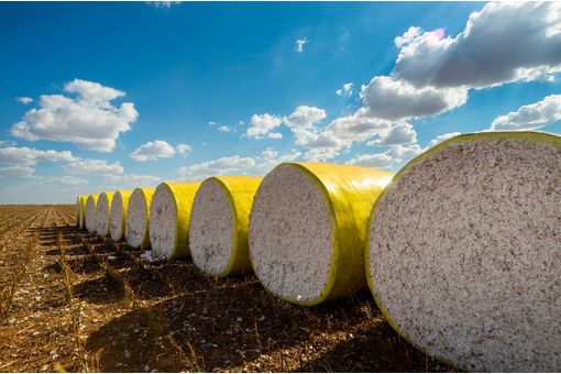 Global cotton balance sheet shows mixed trend: WASDE
