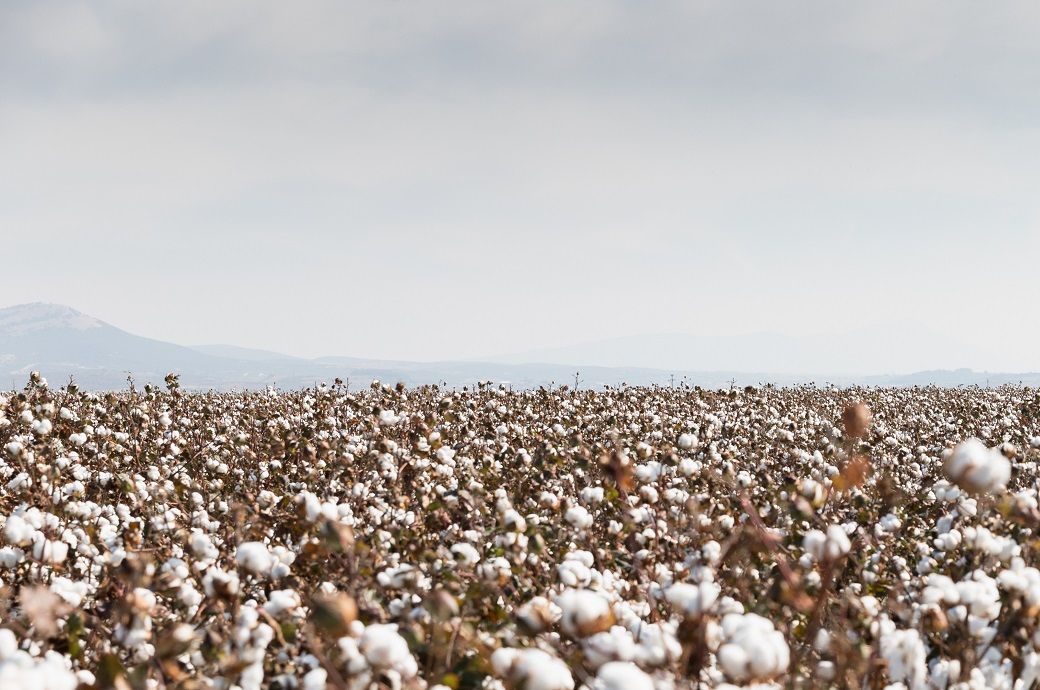 ICE cotton closed higher on technical buying after WASDE report