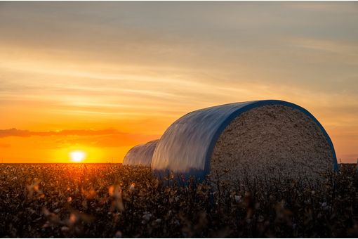 CAI revises India’s cotton output upwards, stocks set to surge