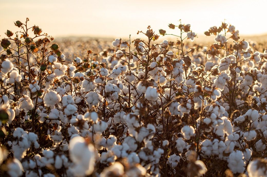 ICE cotton slips as cheaper crude, weak commodities weigh