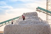 India’s CCI procures 32.5 lakh bales cotton, puts pressure on mills