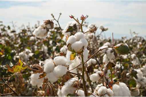 Acreage compression to cap India’s cotton output in CYi 2026: ICRA