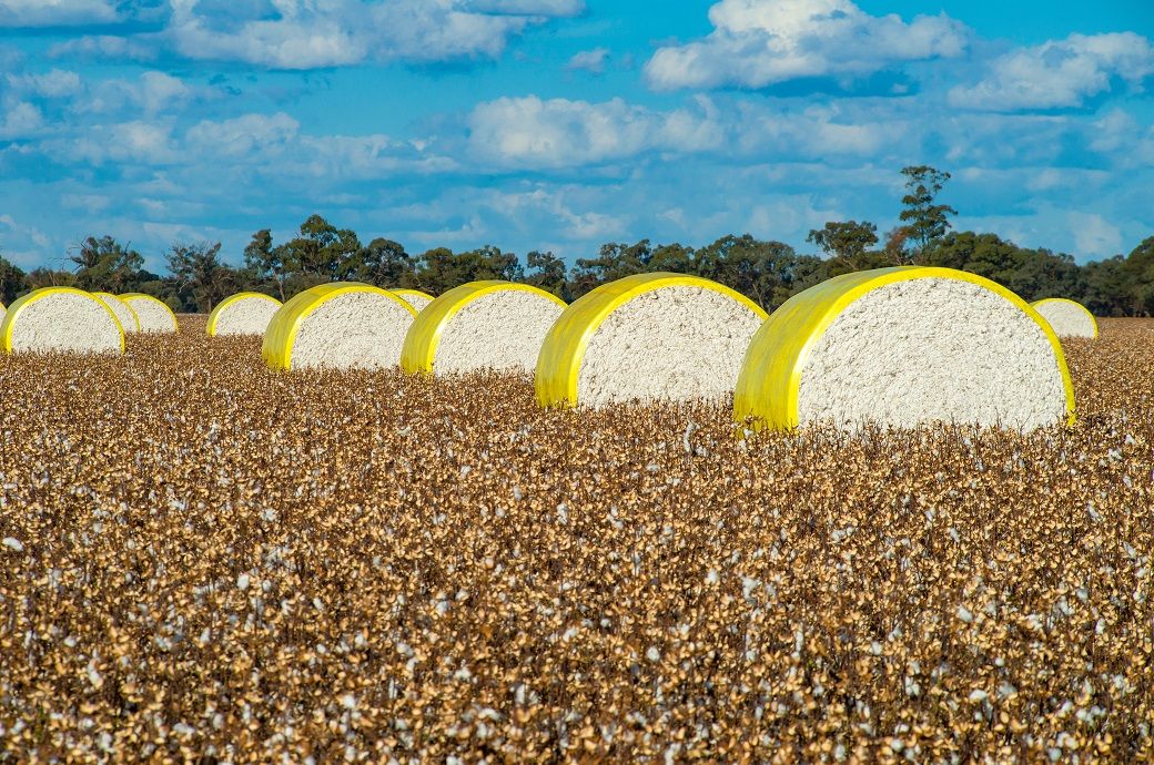 US Upland cotton sales ease as shipments stay firm in week of Dec 18