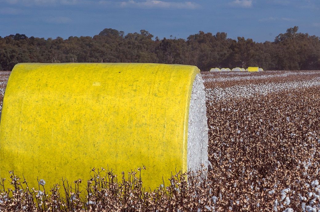 ICE cotton gains on weak dollar, strong export demand