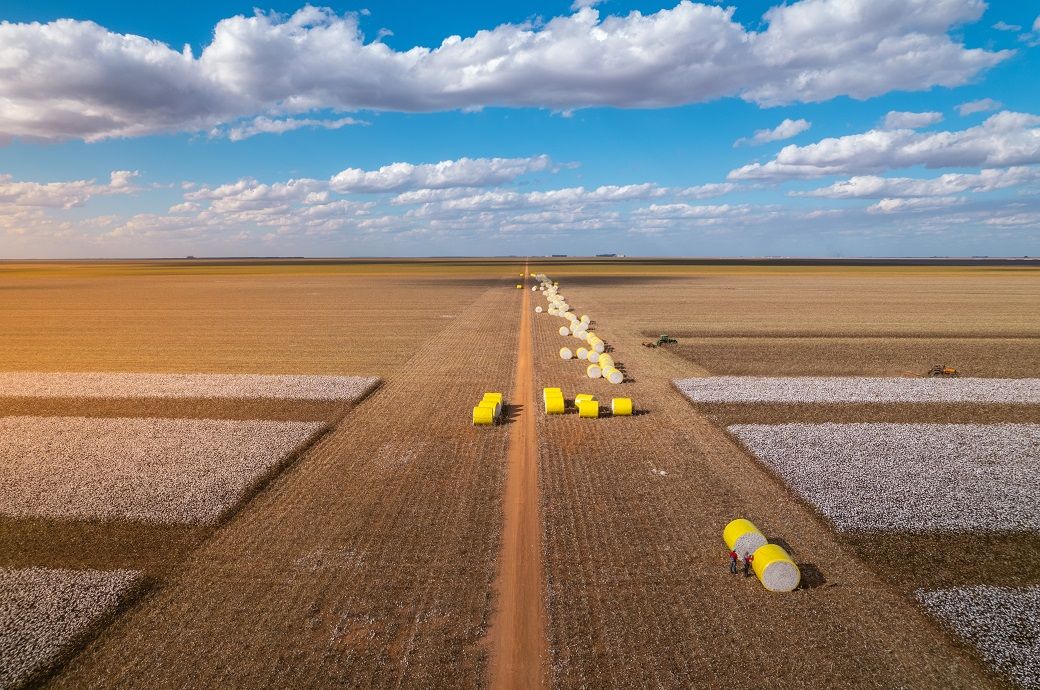 ICE cotton rises on short covering amid improved market sentiment