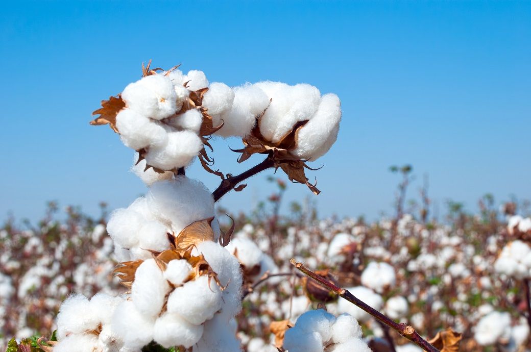 ICE cotton climbs on lower US acreage outlook, China price strength