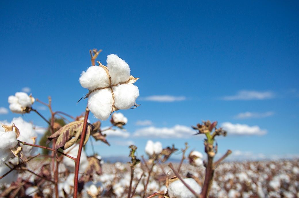 ICE cotton futures edge up despite higher WASDE stock estimates