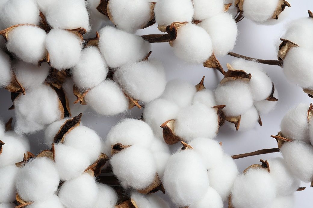 NY/ICE cotton steadies as China, India prices climb over past month