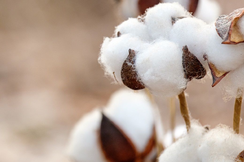 ICE cotton sees mixed trend as year-end activity thins