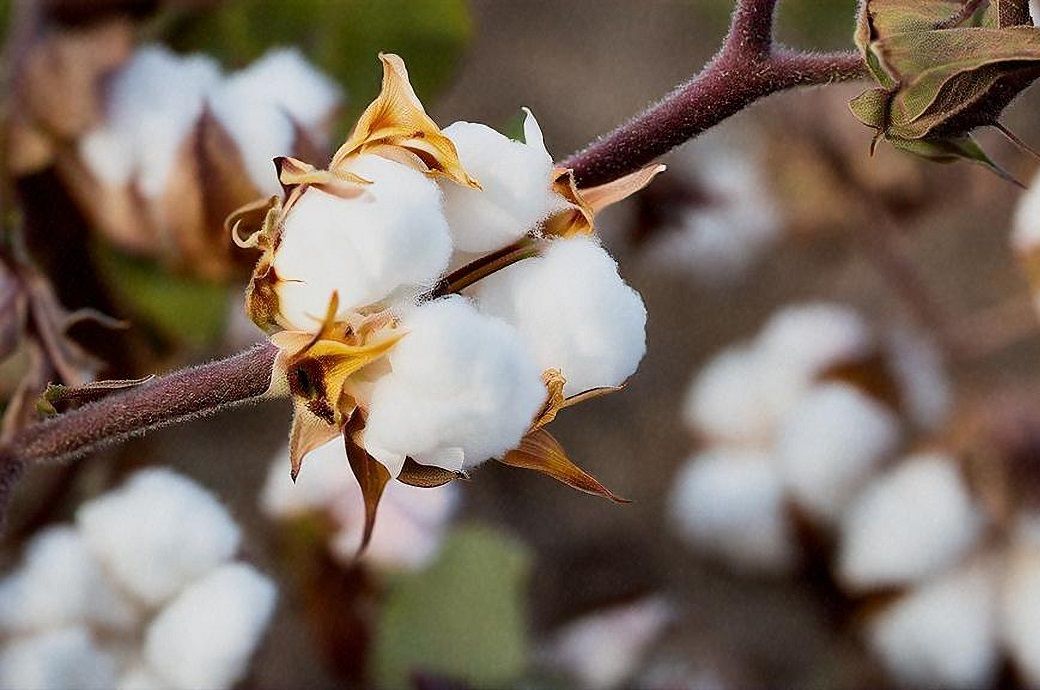 ICE cotton remains rangebound despite positive WASDE report