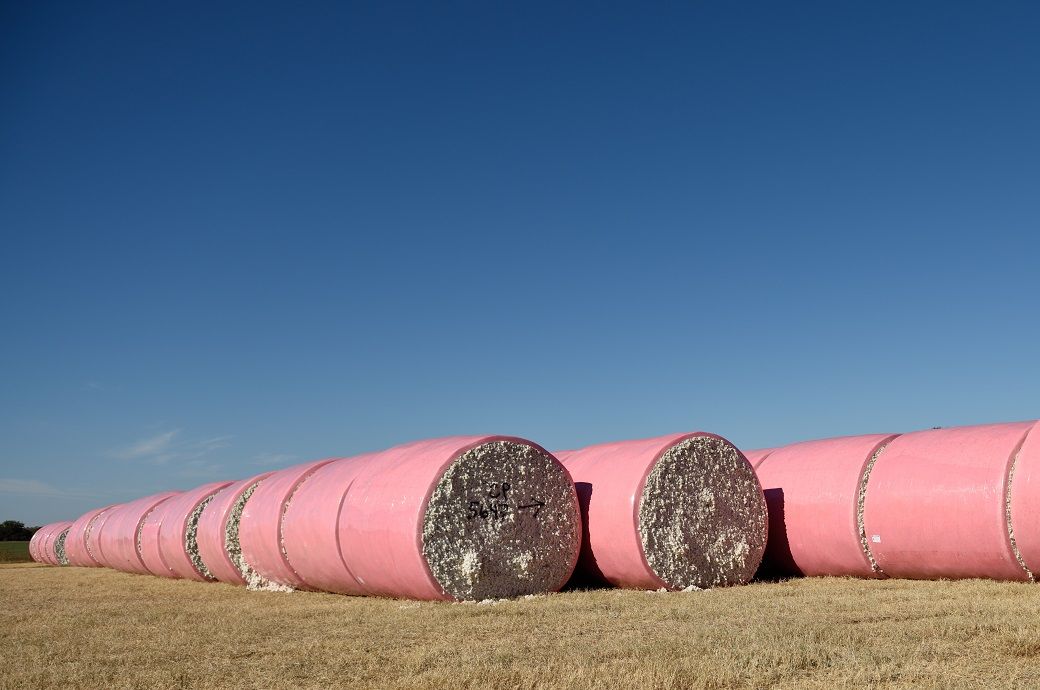 US Upland, Pima cotton export down on cautious buying: USDA