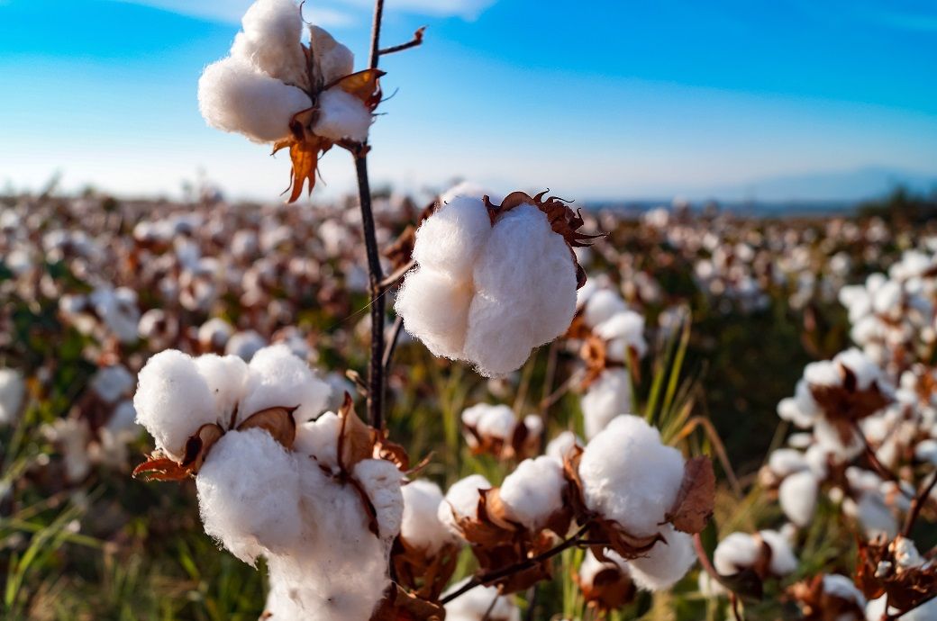 ICE cotton futures rebound on technical buying, demand still weak ...