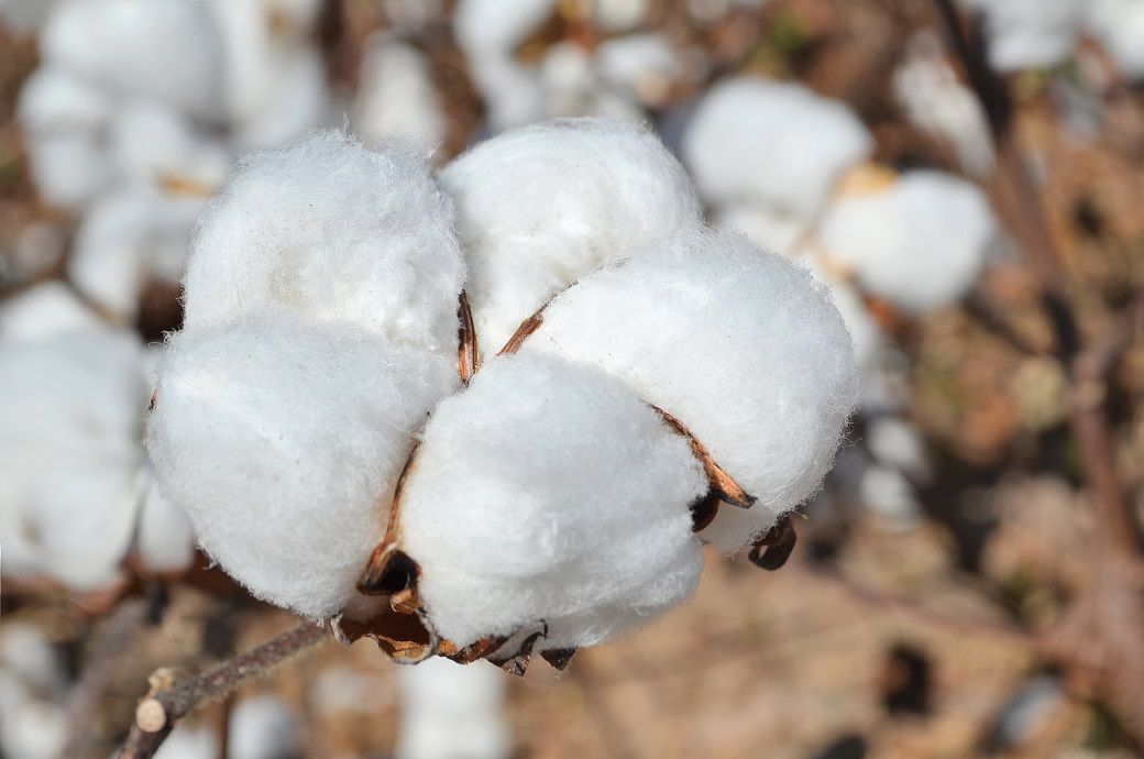 Brazil to retain global cotton lead despite output dip in 2025-26