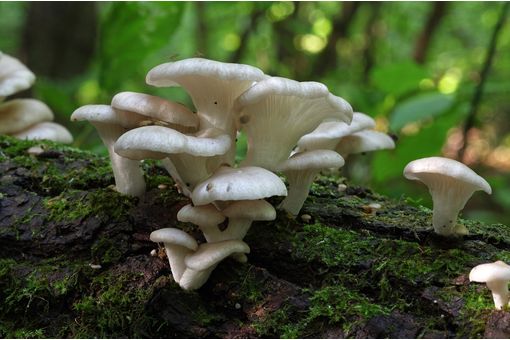 Mushroom insulation emerges as top solution for EU textile waste
