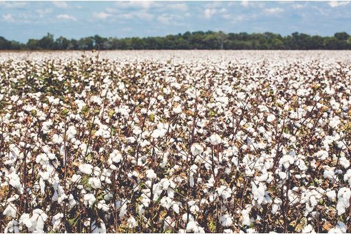 US cotton acreage seen falling to decade low in 2026: CoBank