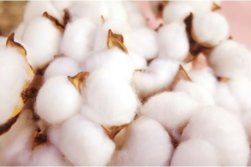 Global cotton benchmarks ease over past month