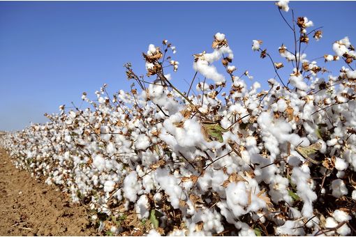 ICE cotton rebounds on short covering after eight-day slide