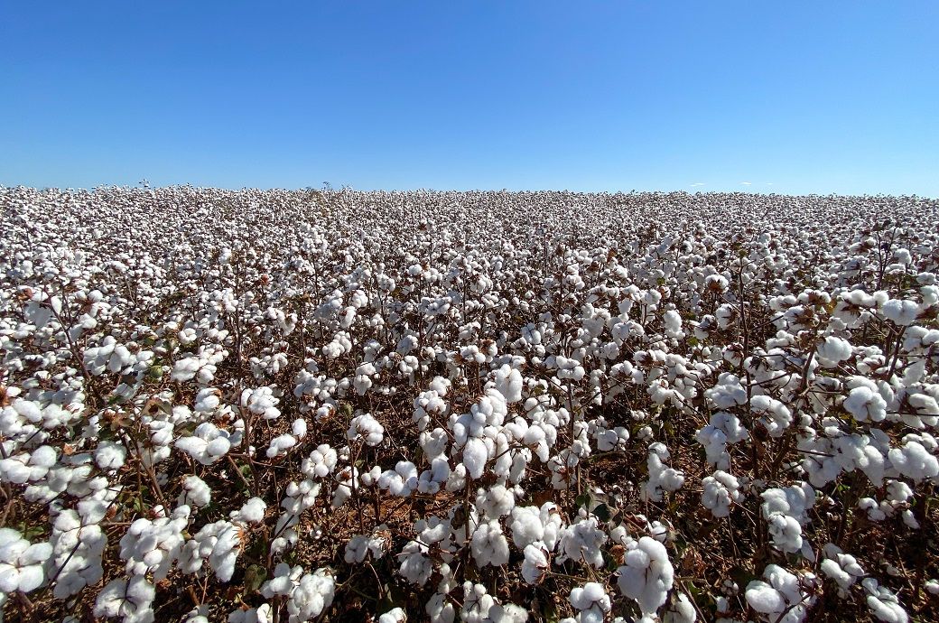 Dollar’s devaluation pushes Brazilian cotton prices down