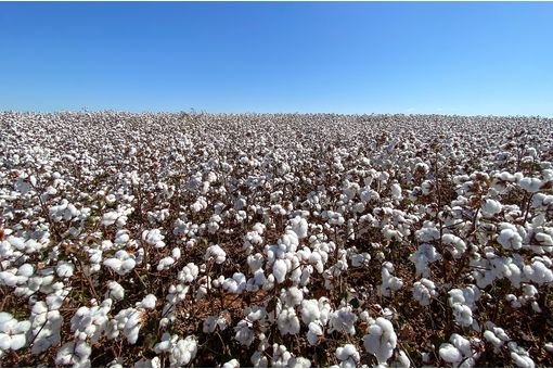 Dollar’s devaluation pushes Brazilian cotton prices down