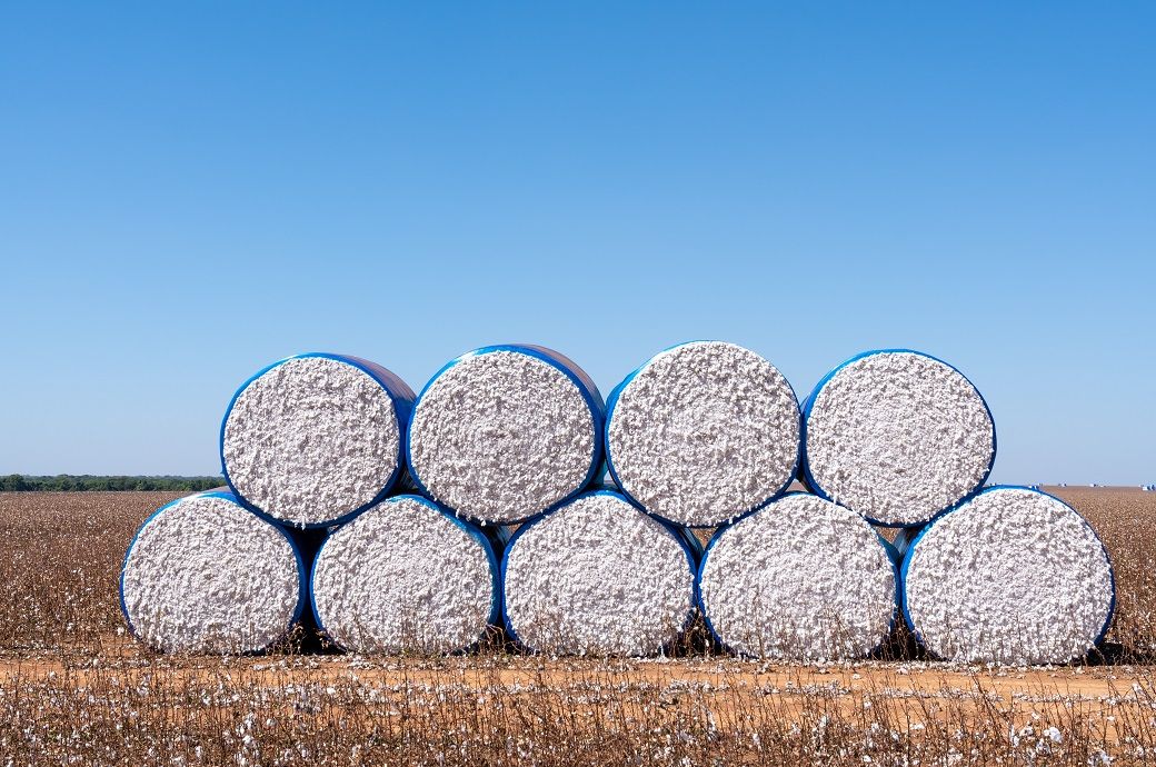 Pakistan cotton arrivals rise slightly despite supply tightness