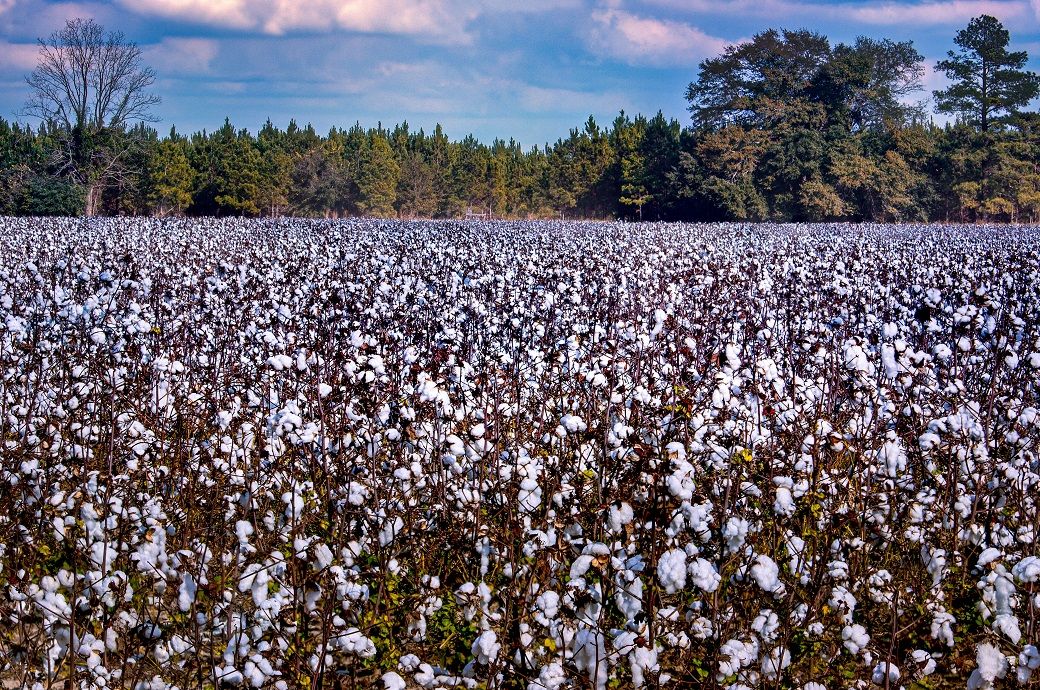 Industrial pragmatism in cotton’s treatment in India-US deal: Minister