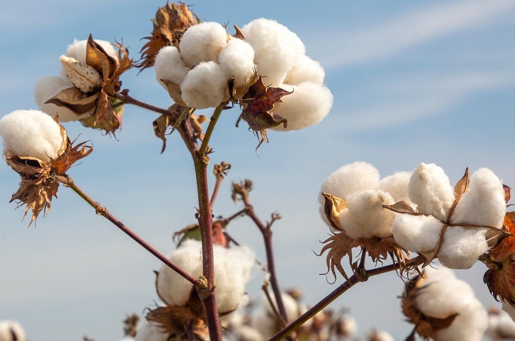 US Upland, Pima cotton export down, but shipment on rise: USDA