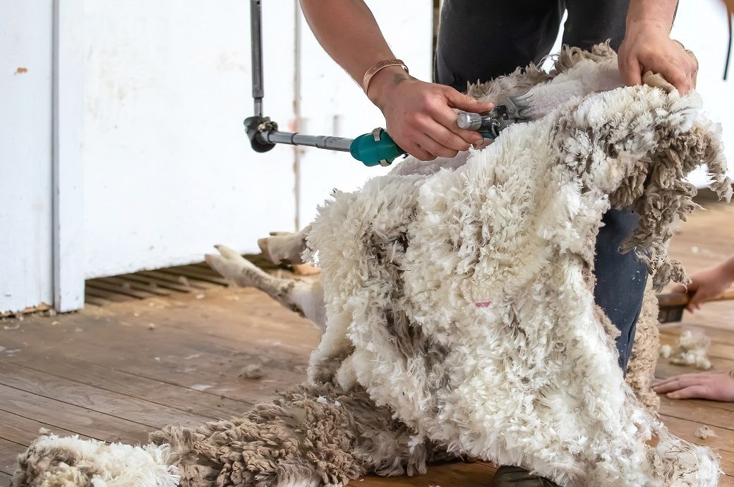 Australian wool market extends gains this week despite huge supply