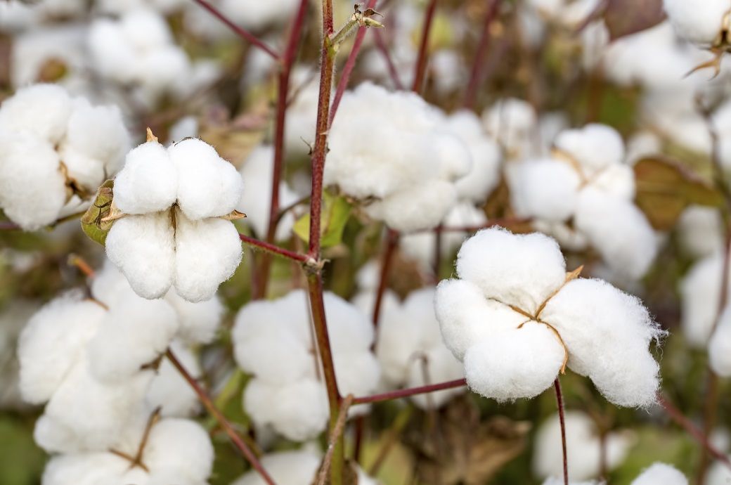  Late January lifts Brazil cotton prices as sellers hold firm