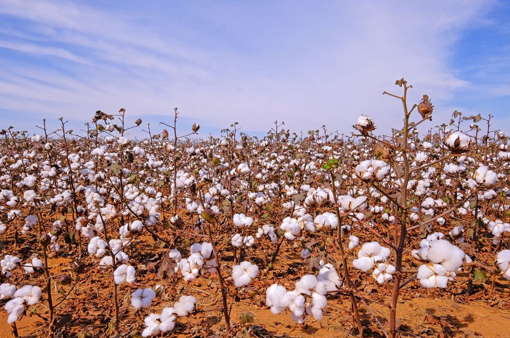 Brazilian cotton exports hit a record, but trade slows