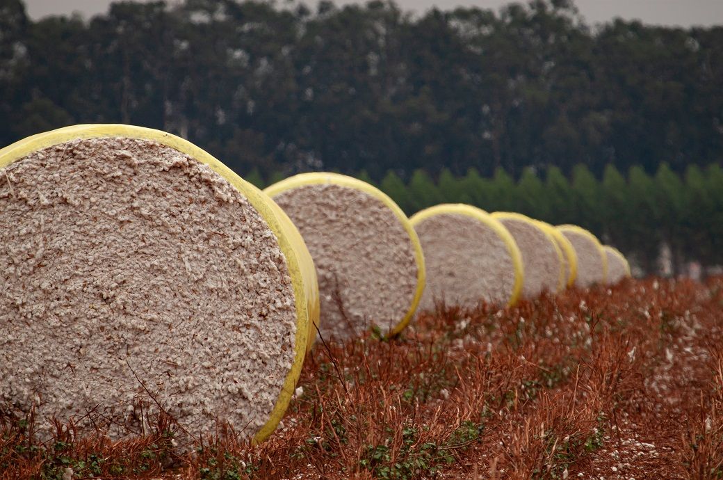 US Upland cotton sales, shipments fall; Pima exports mixed: USDA