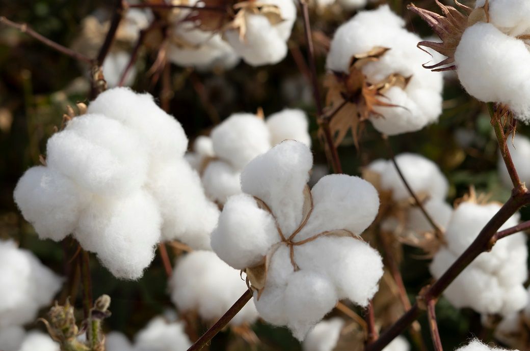 ICE cotton rises further as drought concerns intensify