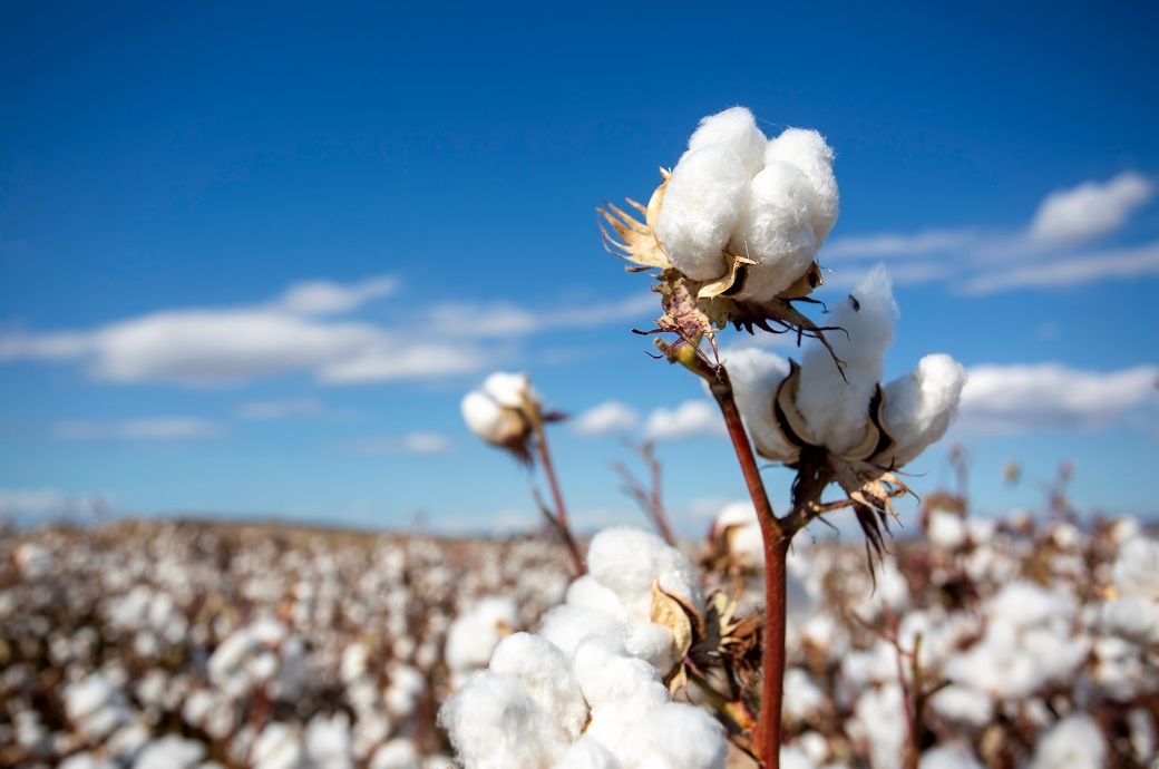 India’s cotton acreage, output may go up in next year: USDA