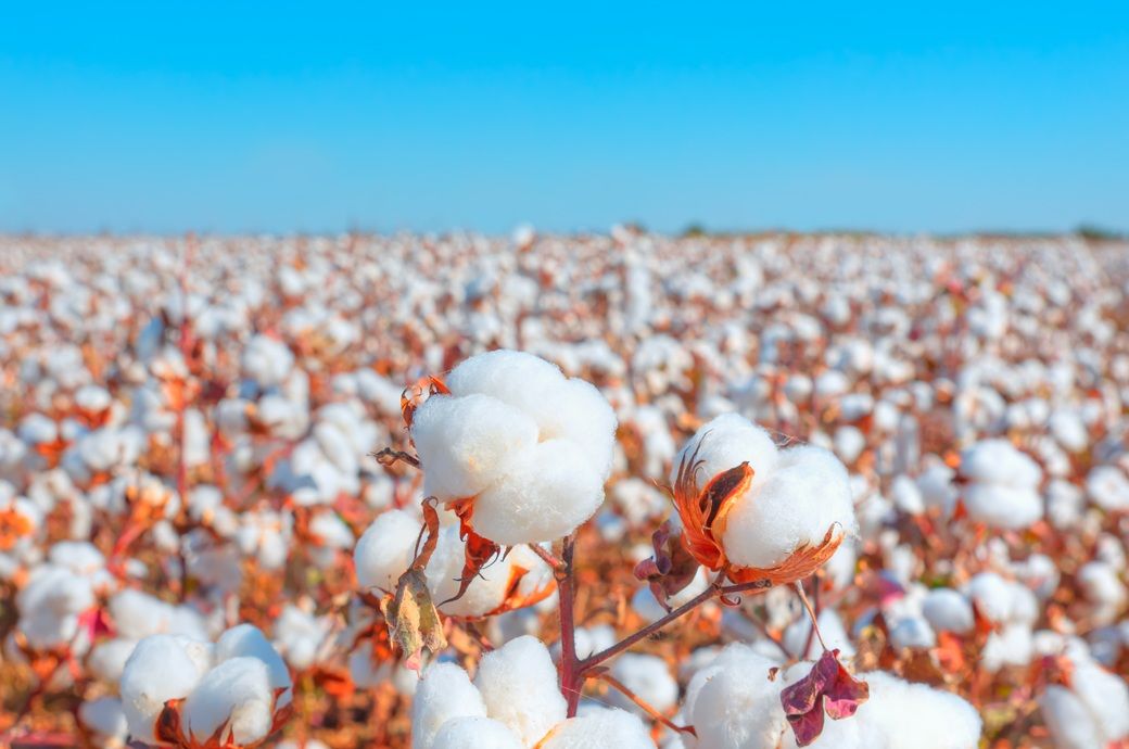 Global cotton output to fall 4% in 2026–27: ICAC