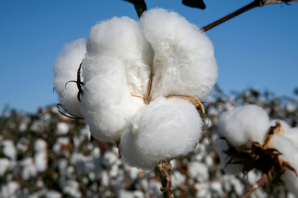 Brazil cotton prices post sharpest rise since August 2022 in March