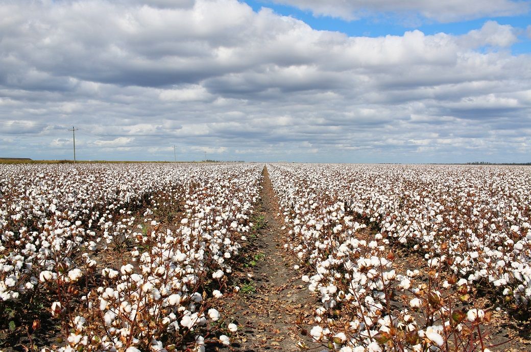 ICE cotton edges up on higher crude oil, dry weather concerns