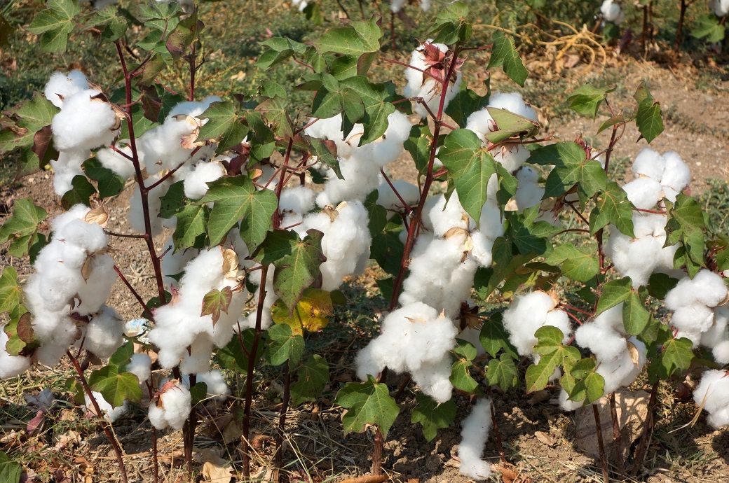 ICE cotton rally reverses sharply on profit booking at higher levels