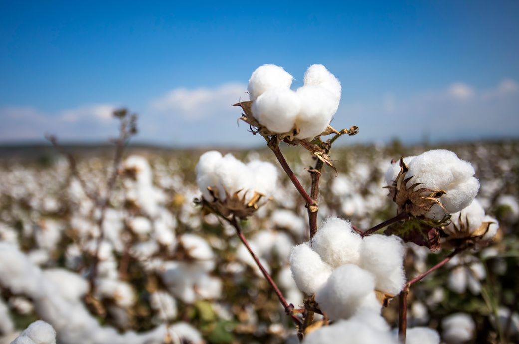 USDA’s Great American Cotton Plan to revitalise cotton farm economy
