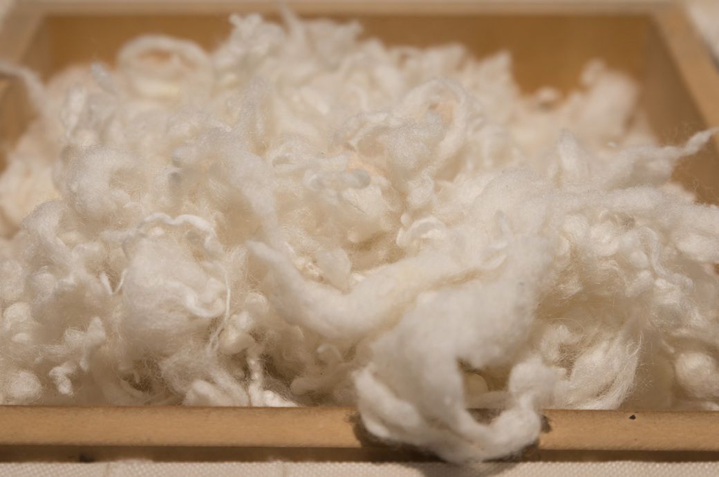 Future Australian wool prices may stay at relatively high levels: ANZ Future Australian wool prices may stay at relatively high levels: ANZ