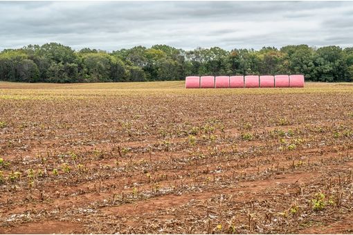 India withdraws cotton bales QCO after multiple extensions