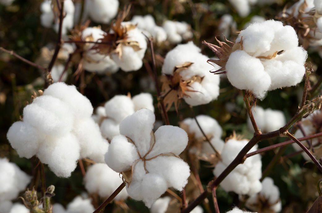 ICE cotton futures close higher on dry weather concerns in US
