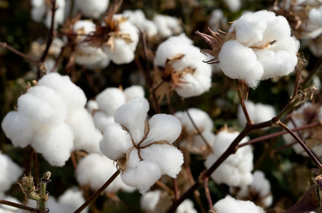 Brazil cotton hits multi-month high amid firm global prices